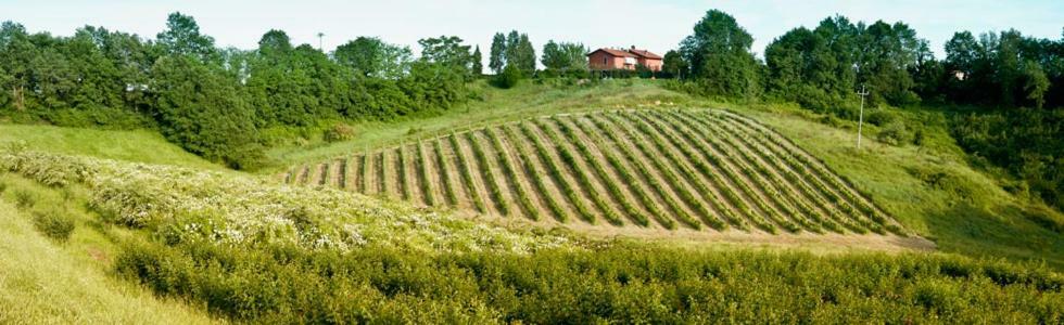 Il Pino Bioagricoltura Villa Terranuova Bracciolini Dış mekan fotoğraf